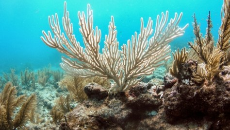 coral bleaching