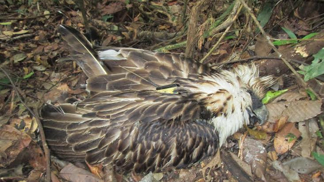 philippine eagle pamana