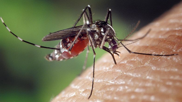 dengue mosquito