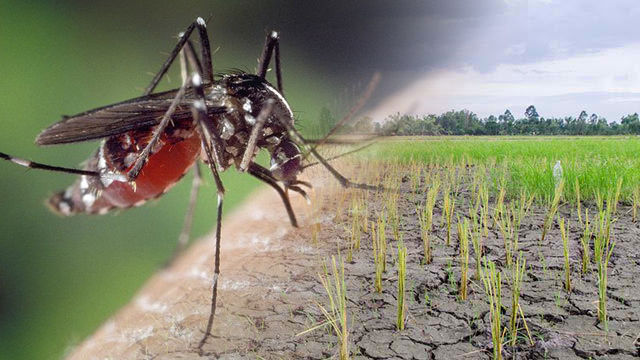 dengue and el nino