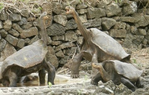 giant tortoises